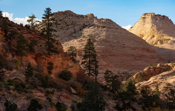 The sky, the sun, trees, mountains, stones, rocks, USA, Zion National Park