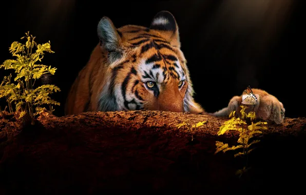Picture look, face, tiger, rendering, butterfly, paw, portrait, plants