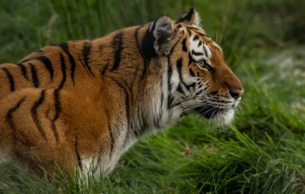 Grass, look, face, nature, tiger, background, portrait, profile
