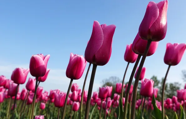 The sky, flowers, blue, stems, spring, tulips, pink, buds