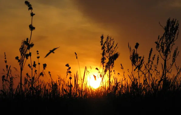 The sun, sunset, the steppe, bird, Ukraine
