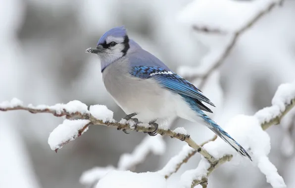 Picture winter, snow, bird, Branch