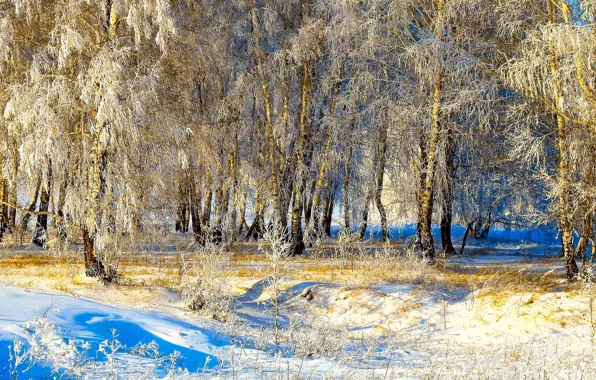 Winter, the sun, snow, trees, Winter, Snow, Trees