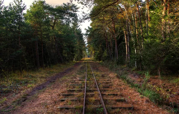 Picture forest, trees, railroad, abandonment