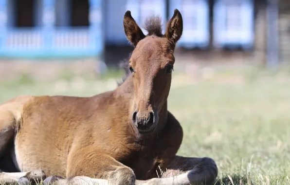 Background, baby, foal