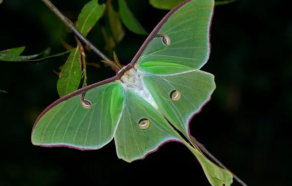 Leaves, microsemi, butterfly, wings, insect, beautiful, closeup