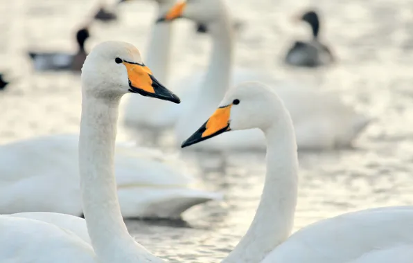 Water, birds, swans