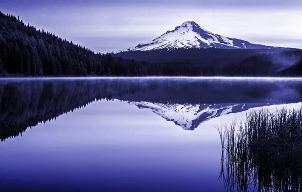Forest, nature, lake, mountain, Oregon, Trillium Lake