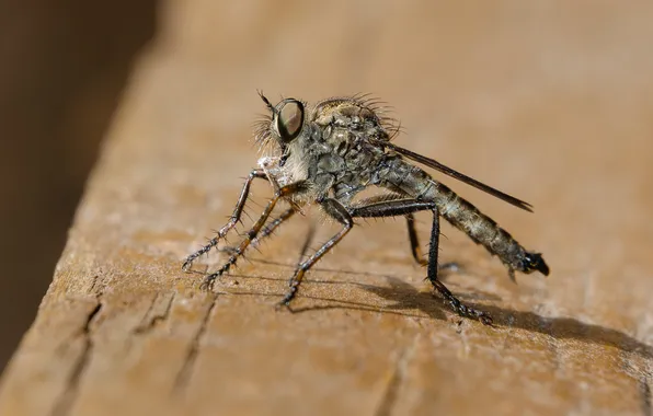 Macro, nature, insect, the mosquito