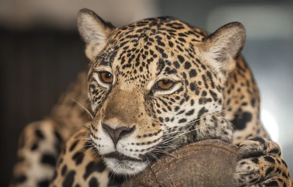 Face, predator, Jaguar, wild cat