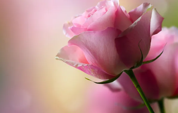 Picture flower, rose, petals, bokeh