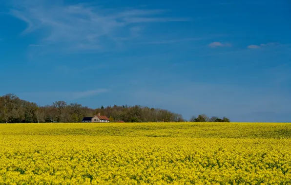 Field, house, rape, rapeseed field
