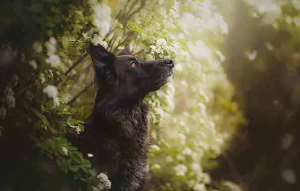 Picture dog, flowering, bokeh, Elina