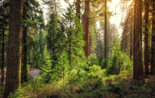 Road, greens, forest, the sun, trees, CA, USA, the bushes