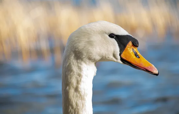 White, look, bird, portrait, Swan