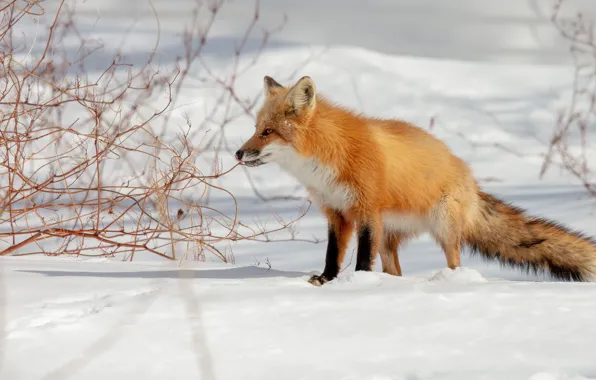 Winter, snow, branches, nature, Fox, the snow, red, Fox