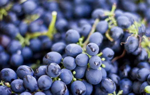 Leaves, grapes, bunches