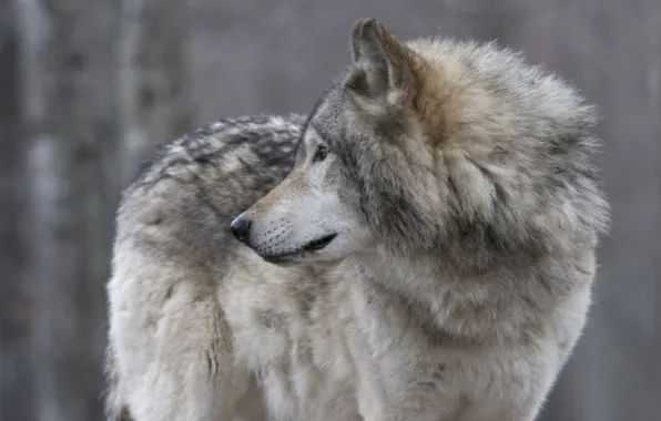 Nature, predator, animal, wolf, wildlife, looking back, portrait, portrait.