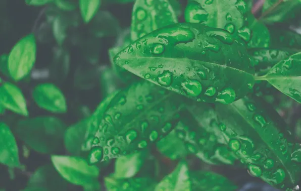 Green, wet, water, leaf, Macro