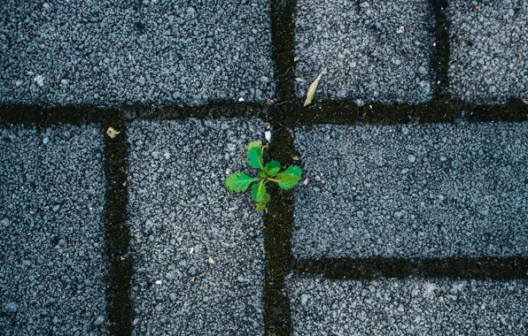 Grass, Rostock, minimalism, pavers, grass, the sidewalk, minimalism, stone