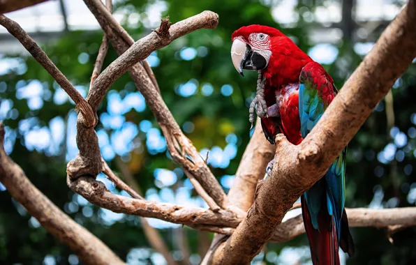 Picture branches, parrot, bokeh, Ara