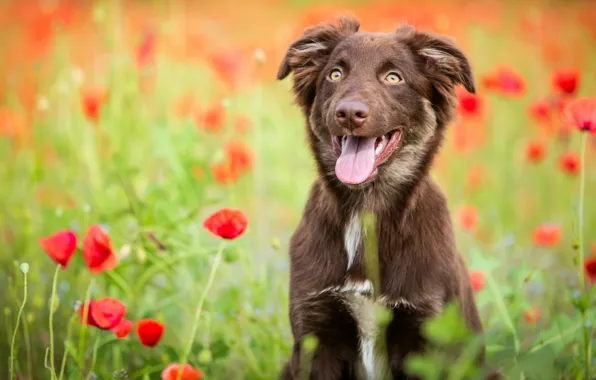 Picture field, language, flowers, nature, Maki, dog, puppy, brown