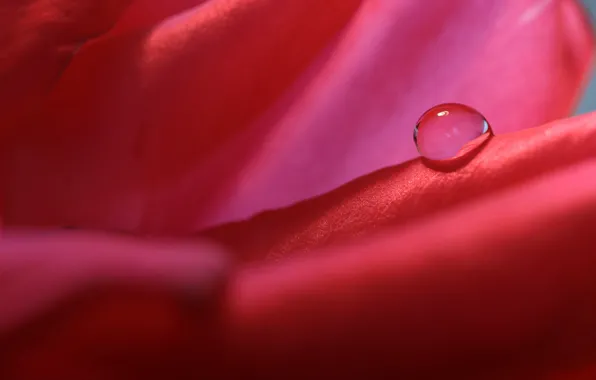Picture water, drops, flowers, Rosa, roses, petals