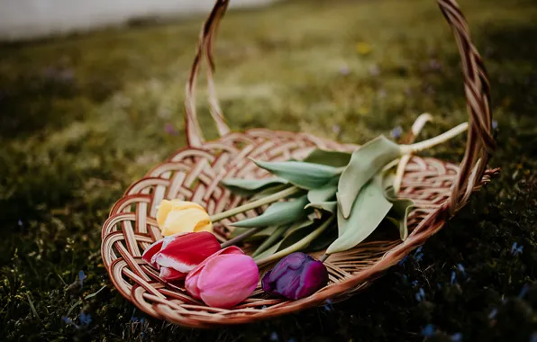 Grass, flowers, the dark background, glade, bouquet, spring, tulips, lies