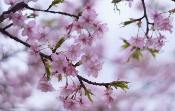 Leaves, flowers, branches, cherry, tenderness, blur, spring, pink