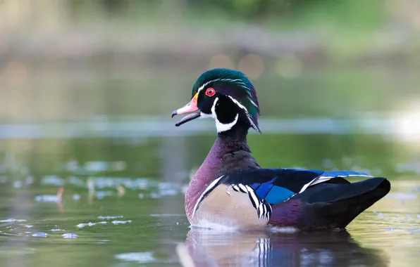 Picture duck, swimming, karolinka, bright plumage, pond, water, Caroline, bird