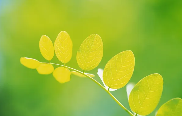 Summer, sheet, green, leaves