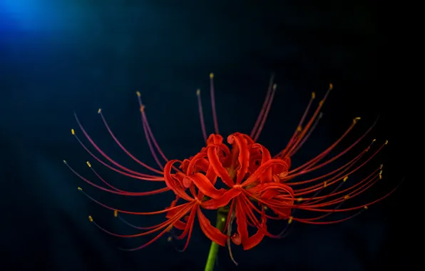Flower, macro, background, blur