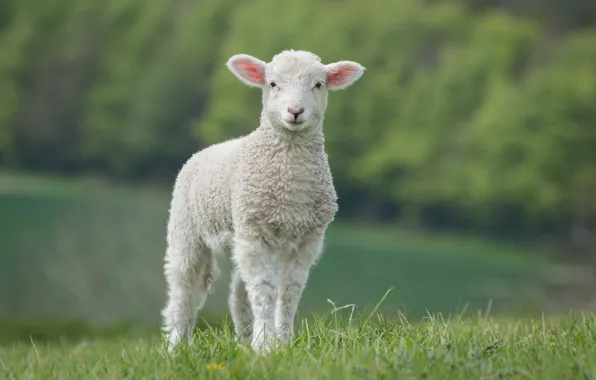 Field, white, grass, nature, green, background, baby, lamb