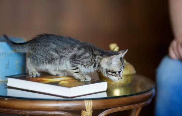 Cat, look, comfort, table, grey, sweetheart, muzzle, book