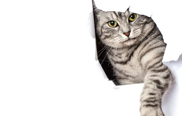 Picture cat, paper, grey, paw, white background