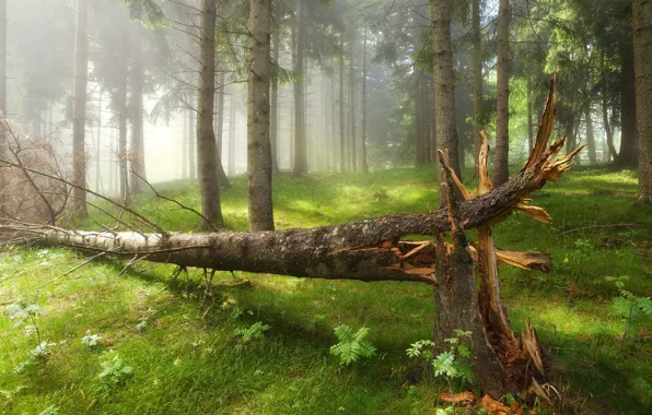 Greens, forest, summer, grass, trees, branches, fog, glade