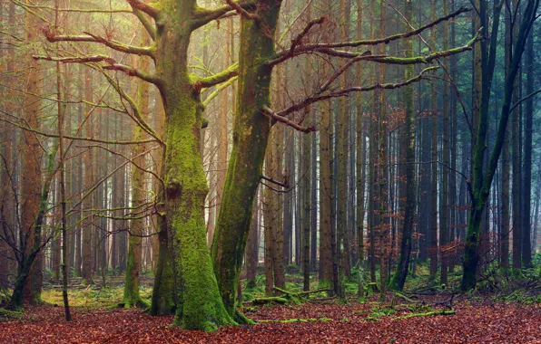 Picture forest, leaves, trees, nature, moss