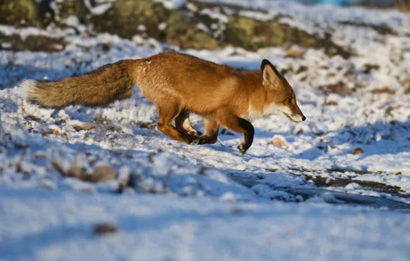 Winter, snow, nature, Fox, red