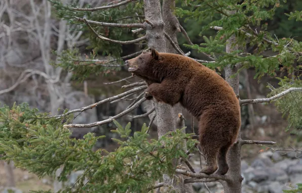 Spruce, bear, on the tree, The Bruins