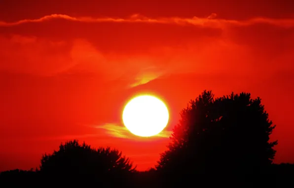 Picture the sky, the sun, clouds, trees, sunset, silhouette