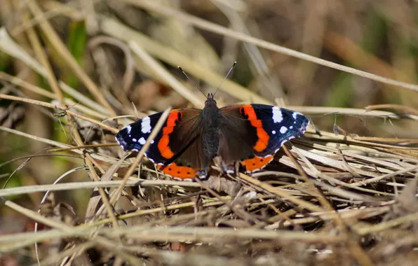 Autumn, macro, butterfly, Admiral