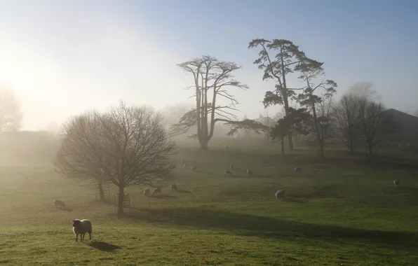 Field, fog, sheep, morning