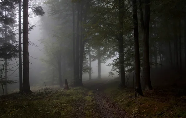 Forest, trees, nature, fog