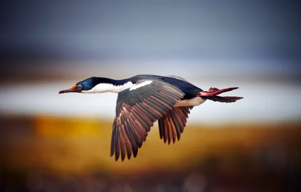 Picture WINGS, FLIGHT, BIRD, PROFILE, FEATHERS, BEAK, TAIL, STROKE