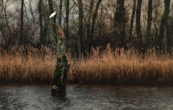 Picture white, grass, trees, branches, river, thickets, bird, shore