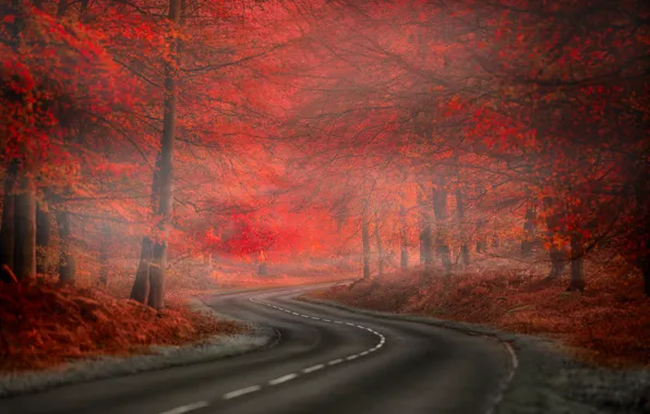 Picture Red, Road, Fog, Forest, Leaves, Nature. Beauty