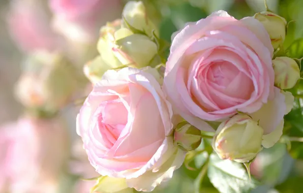Macro, roses, buds