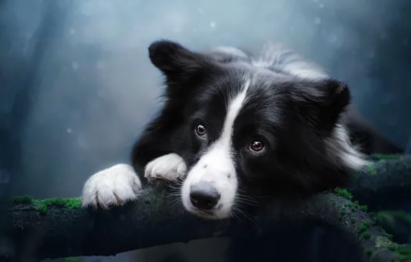Look, nature, tree, portrait, dog, branch, paws, face