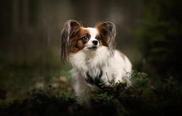 Forest, look, nature, Park, the dark background, vegetation, portrait, dog