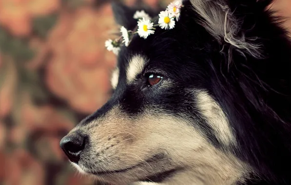 Background, dog, wreath